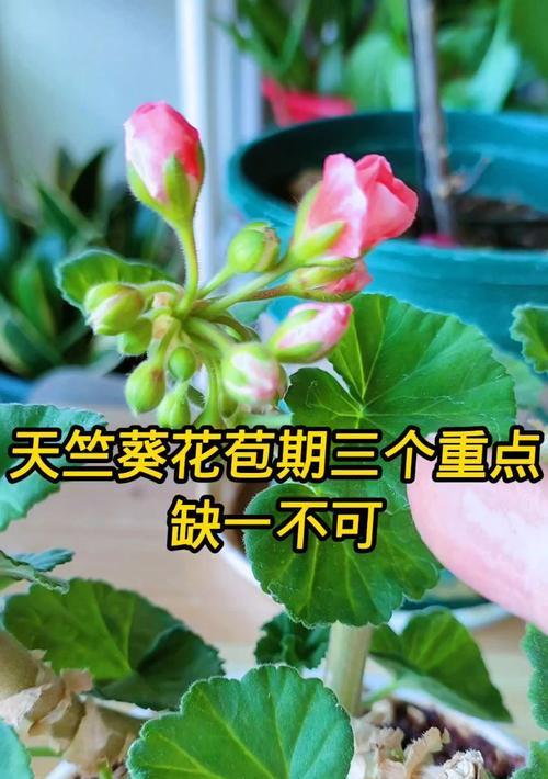 大花天竺葵叶子无法展开的原因是什么？