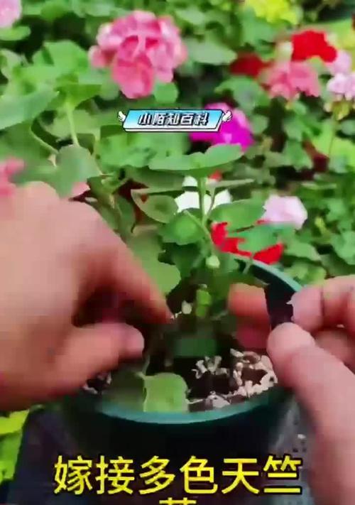 怎样让天竺葵快速开花？