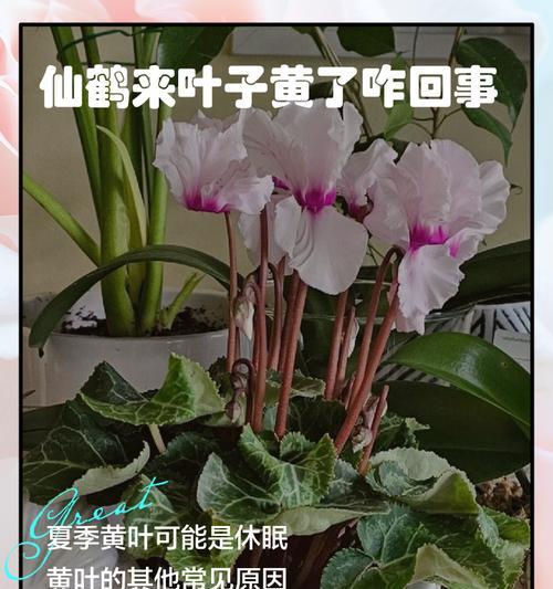 凤仙花叶子发黄发枯的原因及处理方法？