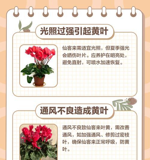 凤仙花叶子发黄发枯的原因及处理方法？