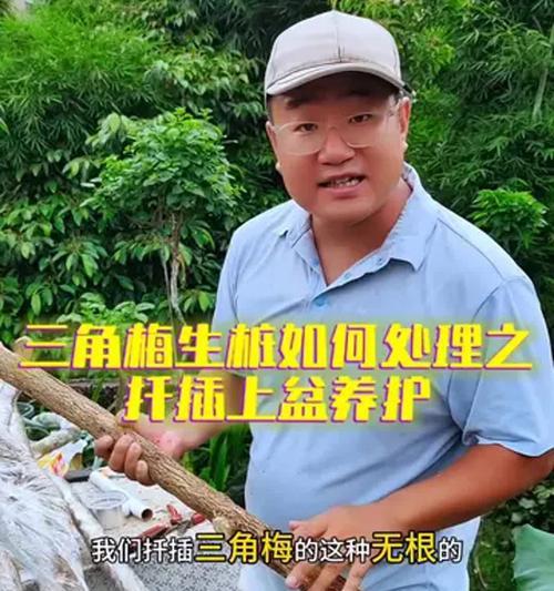 三角梅生桩来芽怎么嫁接？有哪些步骤和技巧？