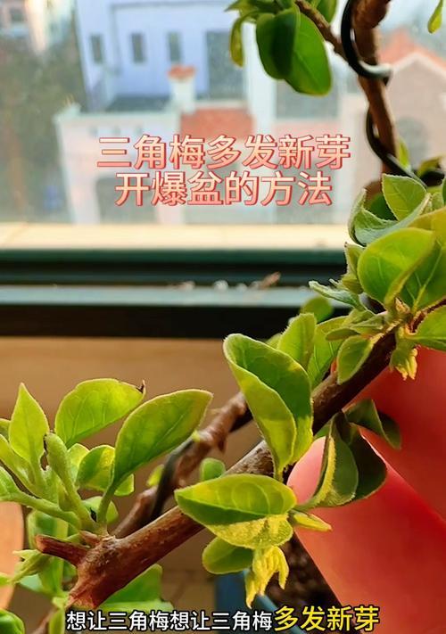 三角梅生桩来芽怎么嫁接？有哪些步骤和技巧？
