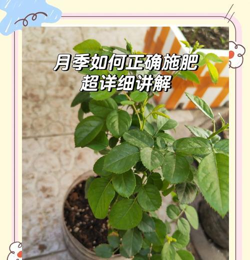 过桥盆景月季的养护技巧有哪些？如何正确养护月季？