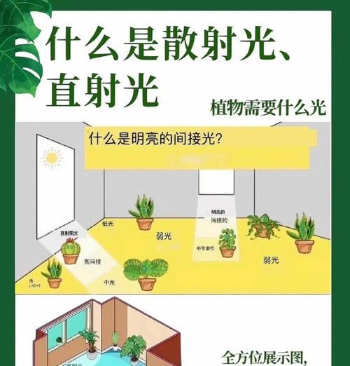 玉米种子浇水的正确方法是什么？