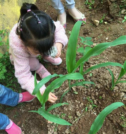 玉米种子浇水的正确方法是什么？