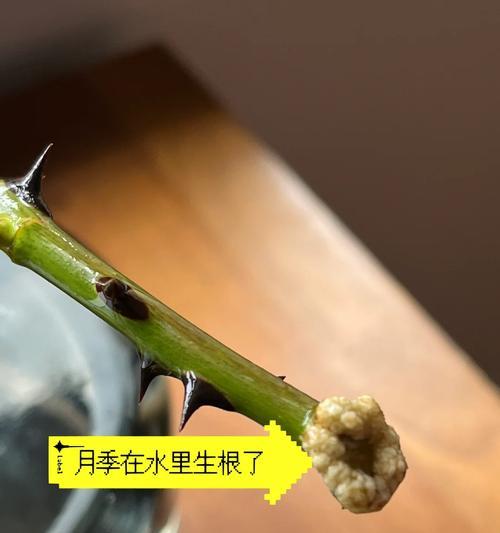 透明瓶中月季的养殖方法是什么？