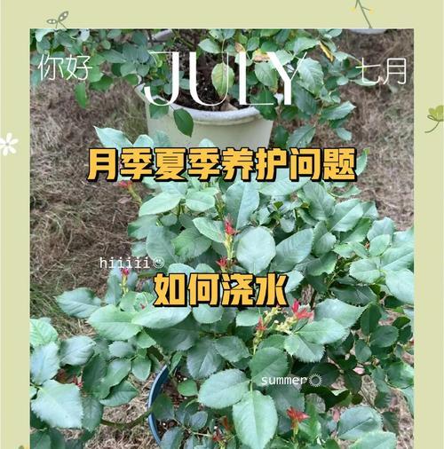 透明瓶中月季的养殖方法是什么？