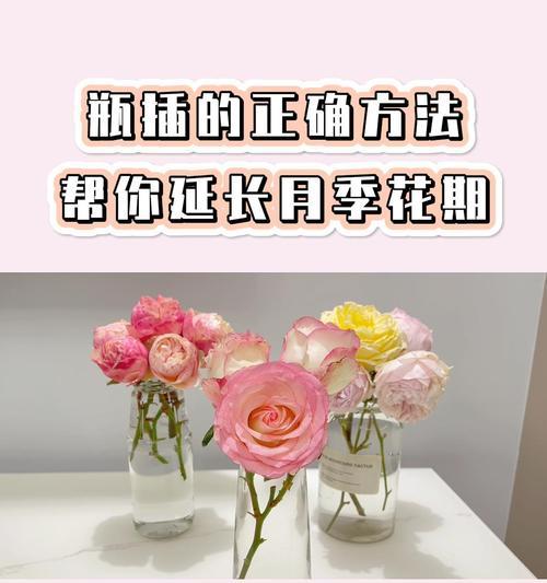 透明瓶中月季的养殖方法是什么？