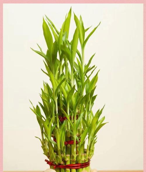 淮阳有哪些水生植物？如何进行水生植物的养护？