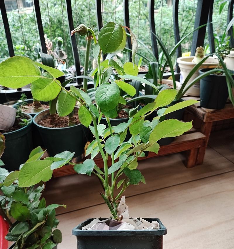 月季小苗造型技巧是什么？