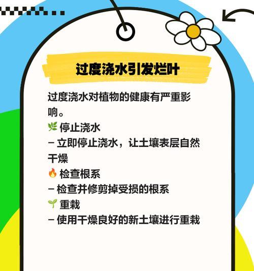 君子兰怎么不长叶片呢？可能的原因和解决方法是什么？
