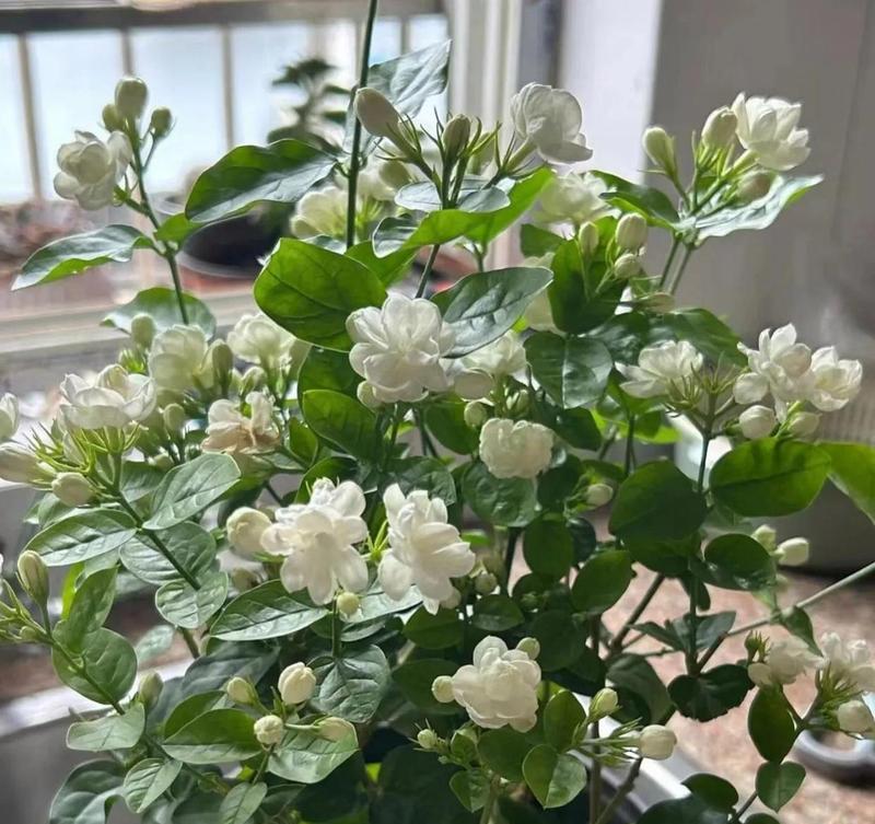 阳台养花选择吉利品种的建议有哪些？