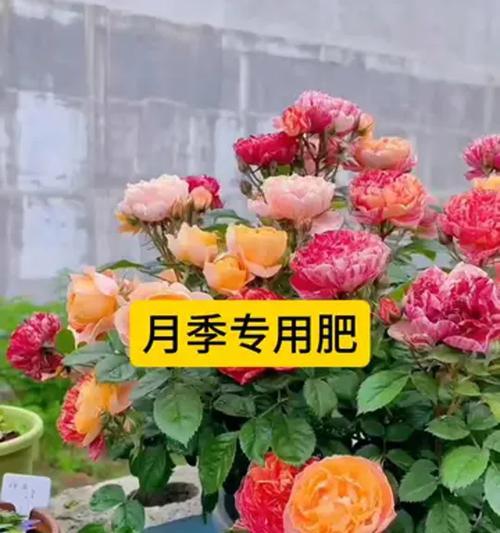 白色玫瑰香月季怎么养？养护技巧和注意事项有哪些？