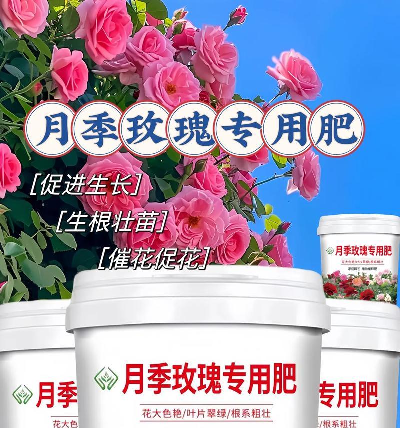 白色玫瑰香月季怎么养？养护技巧和注意事项有哪些？