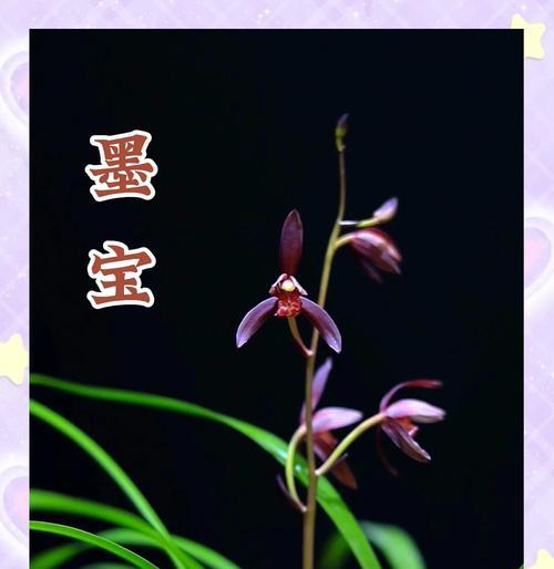 墨宝兰花叶子发黄怎么办？有哪些可能的原因和解决方法？