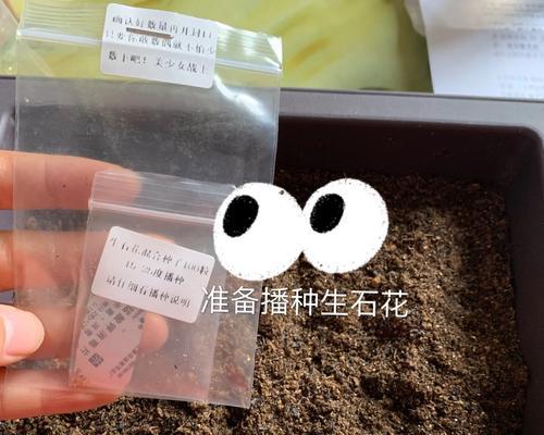 紫玉豆角适合什么时候播种？播种前需要做哪些准备？