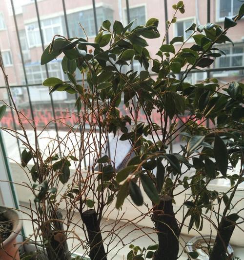室内盆景出现干叶如何处理？怎样预防和解决？