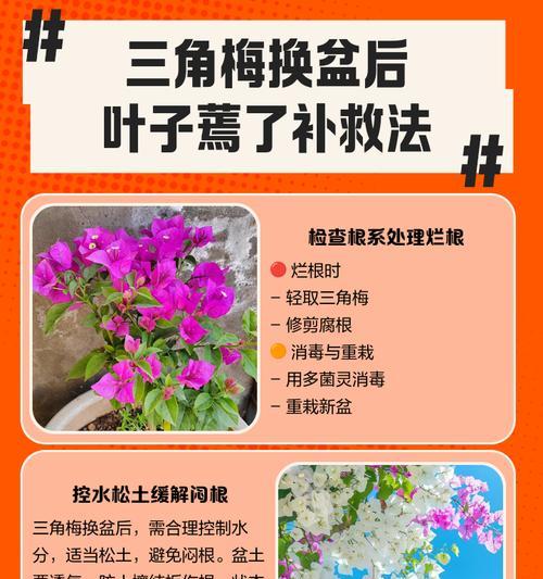 室内盆景出现干叶如何处理？怎样预防和解决？