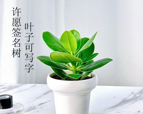 室内盆景出现干叶如何处理？怎样预防和解决？