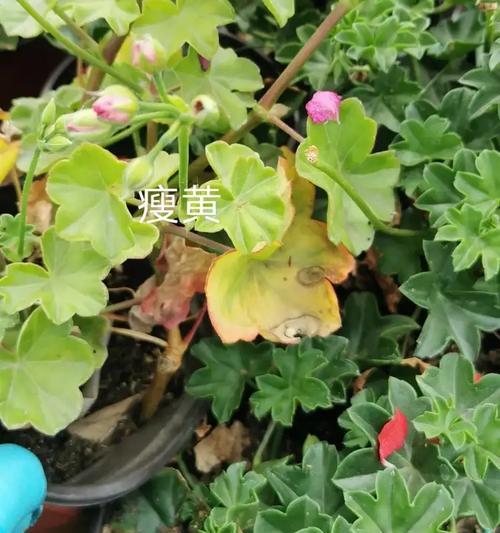 天竺葵全兽黄叶的处理方法有哪些？