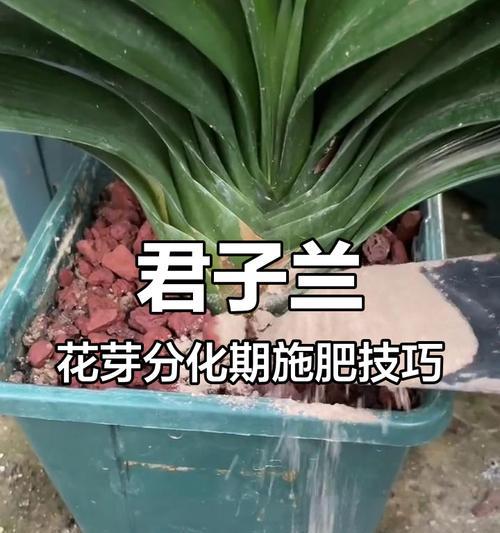 君子兰施肥时应选择哪种肥料？