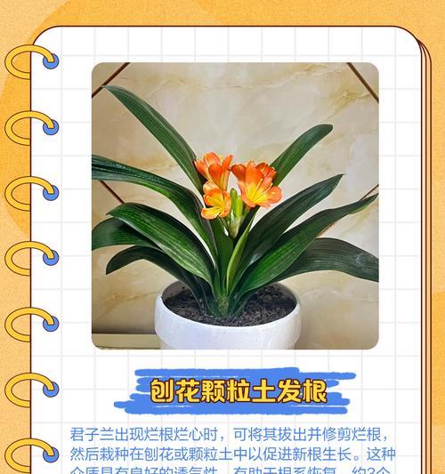 君子兰根少时的栽种方法是什么？
