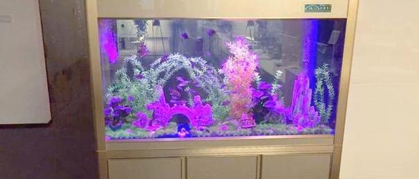 排名前十的鱼缸观赏植物有哪些？它们的特点是什么？