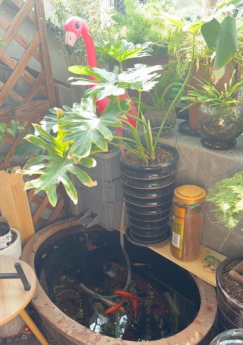 排名前十的鱼缸观赏植物有哪些？它们的特点是什么？