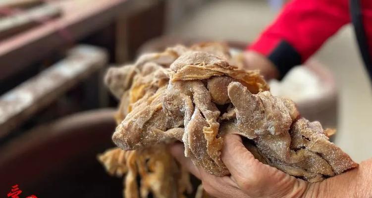 广西梅菜栽培的主要技术要点是什么？