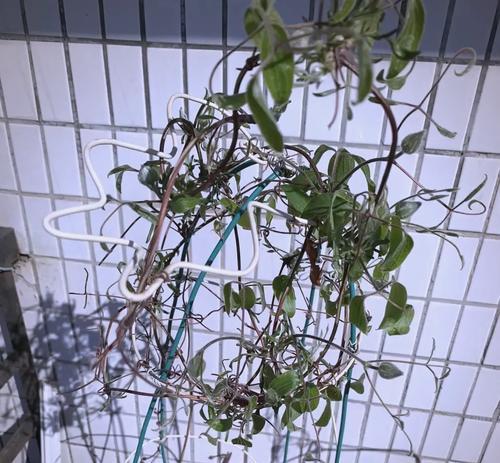 大红袍土壤适合养铁线莲吗？