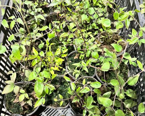 大红袍土壤适合养铁线莲吗？