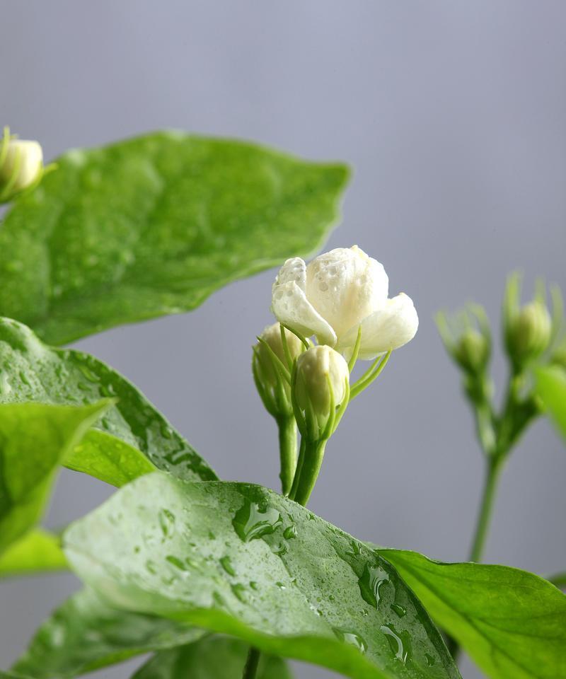 花烛叶子发黄干枯的解决方法是什么？