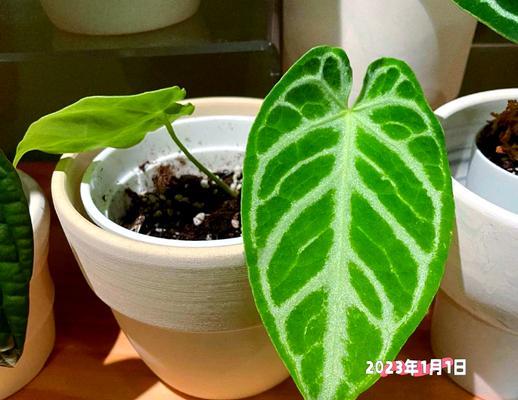 花烛叶子发黄干枯的解决方法是什么？