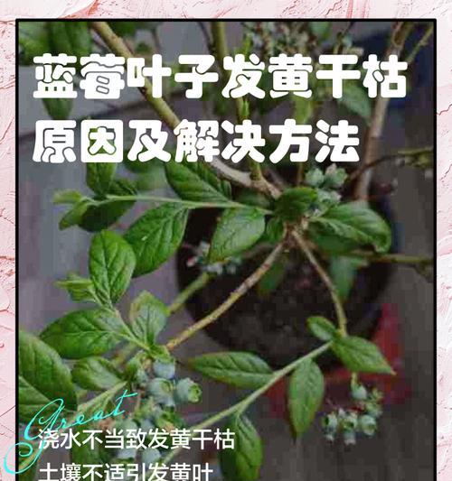 花烛叶子发黄干枯的解决方法是什么？