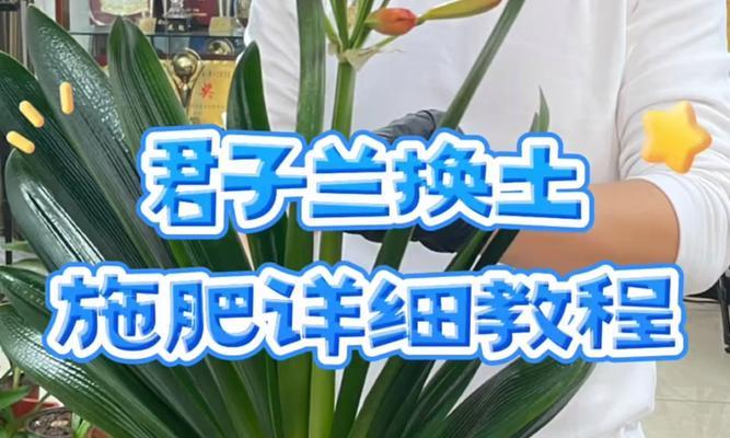 君子兰上盆绑扎的最佳方法是什么？