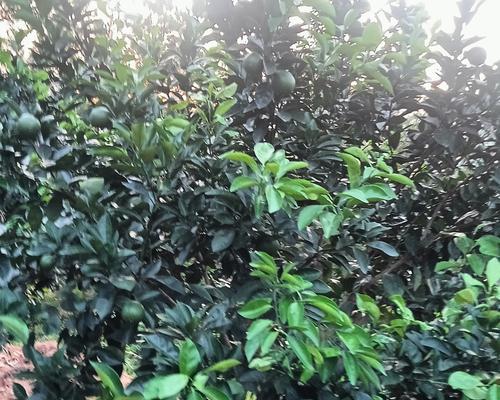 赣南脐橙浇水抗旱技巧是什么？如何确保水分充足？