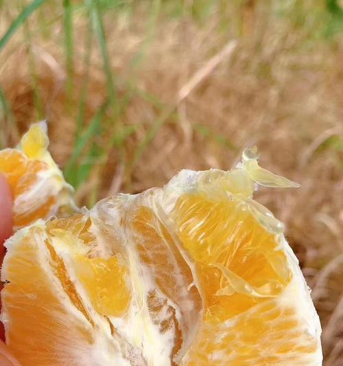 赣南脐橙浇水抗旱技巧是什么？如何确保水分充足？