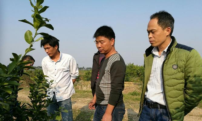 豆角高架栽培的关键技术要点是什么？