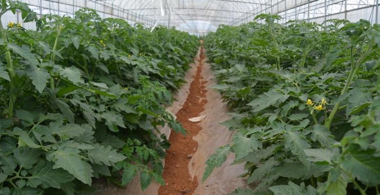 豆角高架栽培的关键技术要点是什么？
