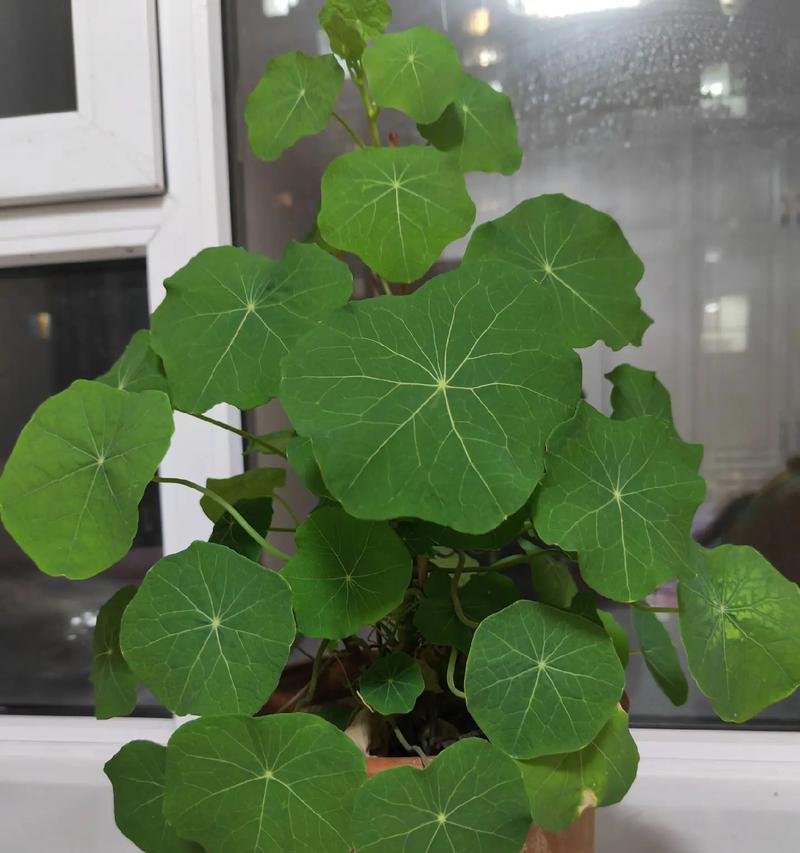 在阳台摆放哪种花可以带来好运？