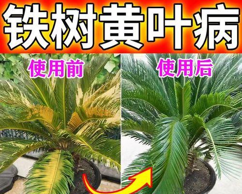 铁树叶子发黄的处理方法是什么？