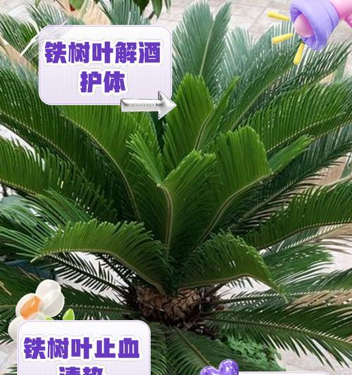 铁树叶子发黄的处理方法是什么？