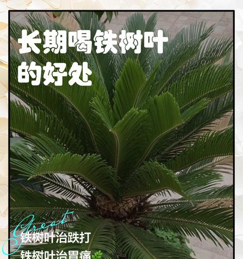 铁树叶子发黄的处理方法是什么？