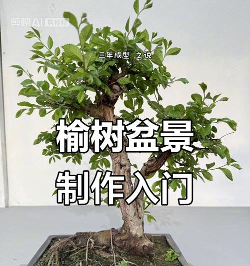 小梨树盆景如何修剪？怎样才能更美观？