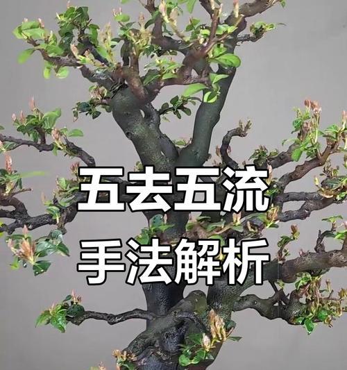 小梨树盆景如何修剪？怎样才能更美观？