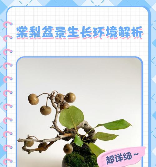 小梨树盆景如何修剪？怎样才能更美观？