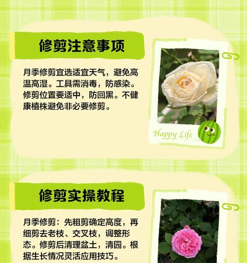 月季枝条稀少时修剪技巧有哪些？