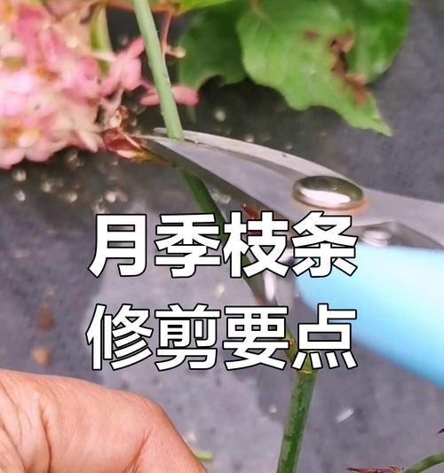 月季枝条稀少时修剪技巧有哪些？