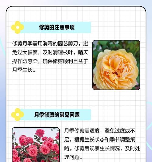 月季枝条稀少时修剪技巧有哪些？