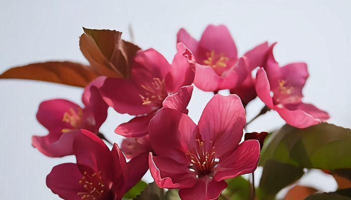 井冈山大学的木本观赏植物有哪些？如何进行观赏？